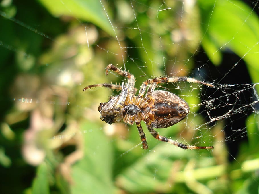 spider, nature, grass, forest, cobweb, animal themes, animal wildlife HD wallpaper
