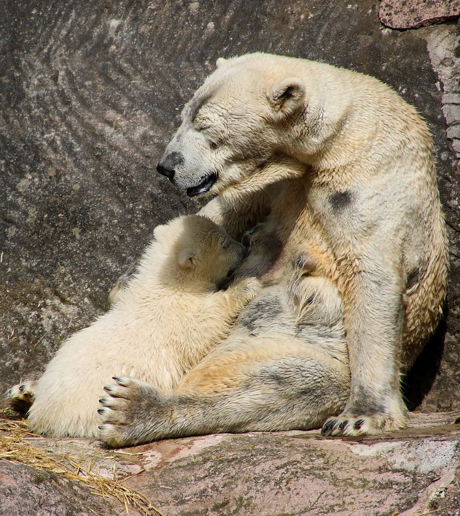 brown bear leaning on gray wall, polar bear, polar bear cub, spring