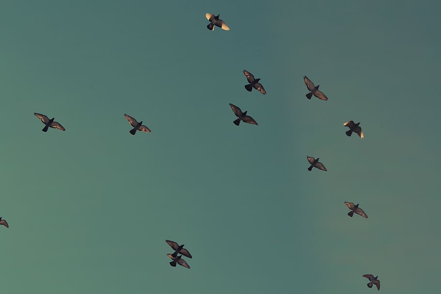 flock of brown birds flying on blue sky, high angle photo of flock of birds flying at daytime HD wallpaper