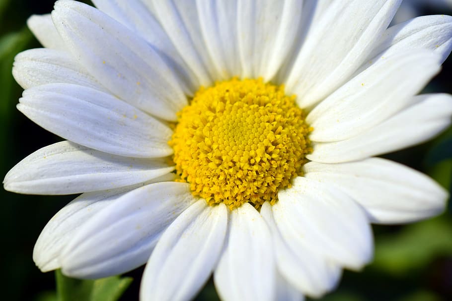 marguerite, blossom, bloom, close, open, flower, white, yellow HD wallpaper