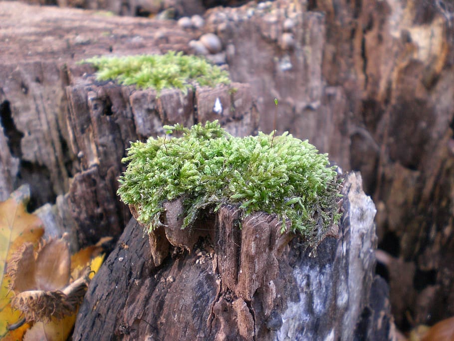 moss, forest, tree stump, plant, day, no people, nature, wood - material HD wallpaper