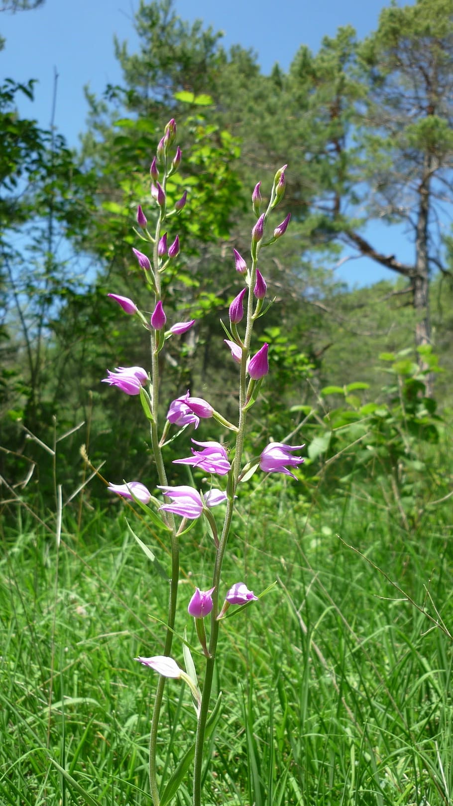 red waldvöglein, german orchid, rarely, mountain slopes, protected HD wallpaper