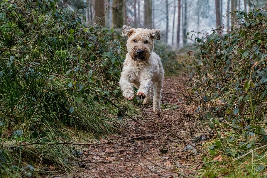 adult brown soft-coated wheaten terrier, dog, jump, play, autumn, HD wallpaper