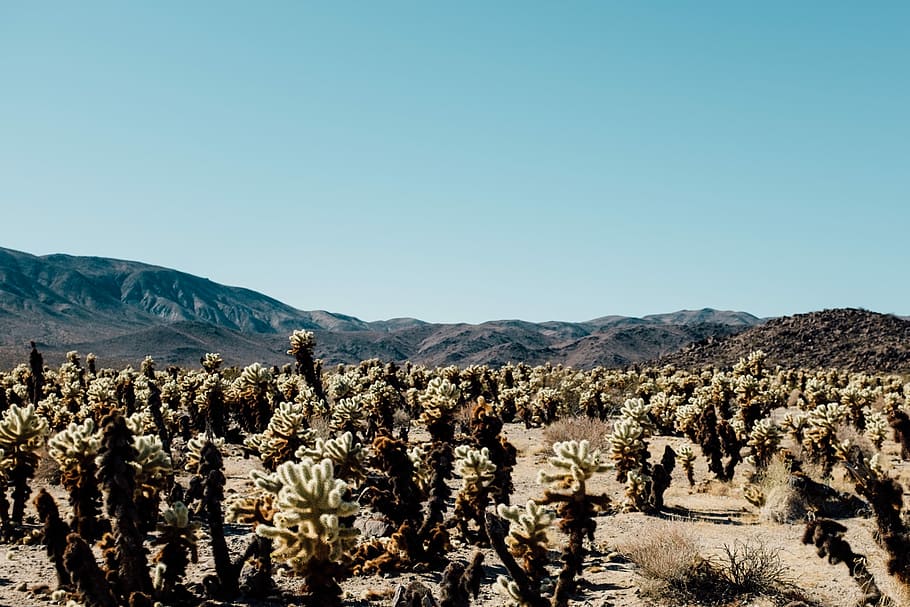 landscape photography of cactus, desert plant near to mountain during daylight HD wallpaper