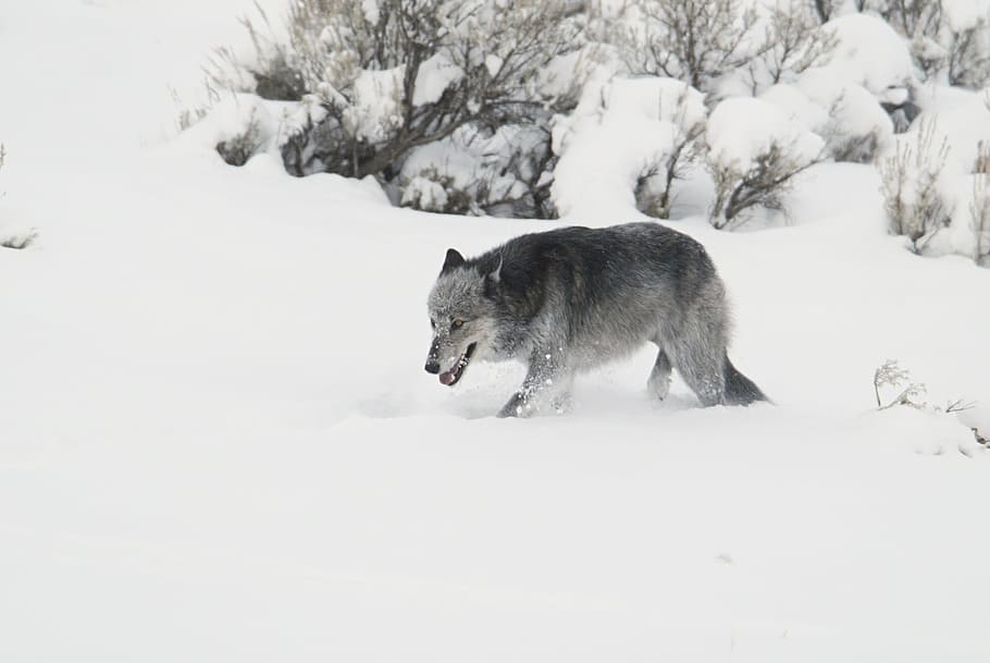 gray fox walking along snow during daytime, wolf, black, grey, HD wallpaper