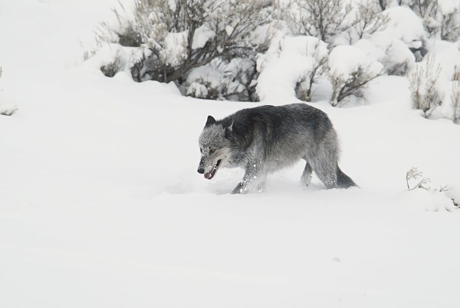 gray fox walking along snow during daytime, wolf, black, grey HD wallpaper