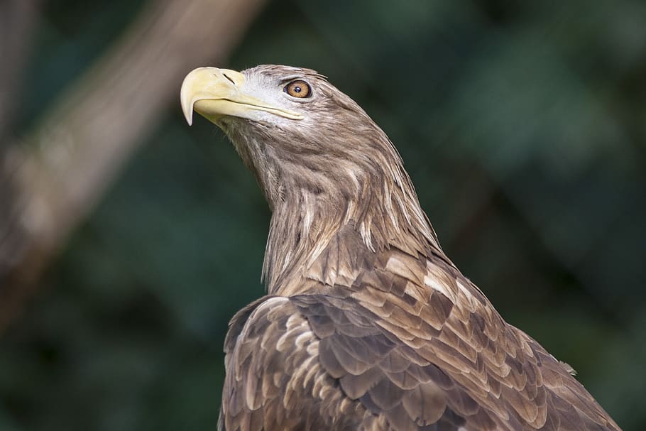 berlin, zoo, adler, one animal, animal themes, vertebrate, animals in the wild HD wallpaper