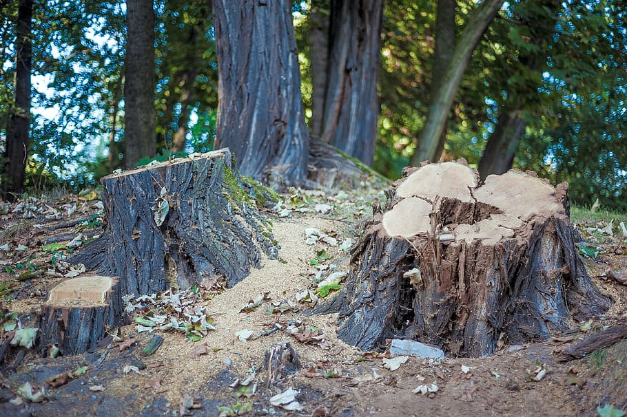 tree stump, trees, forest, like, nature, landscape, baustamm HD wallpaper