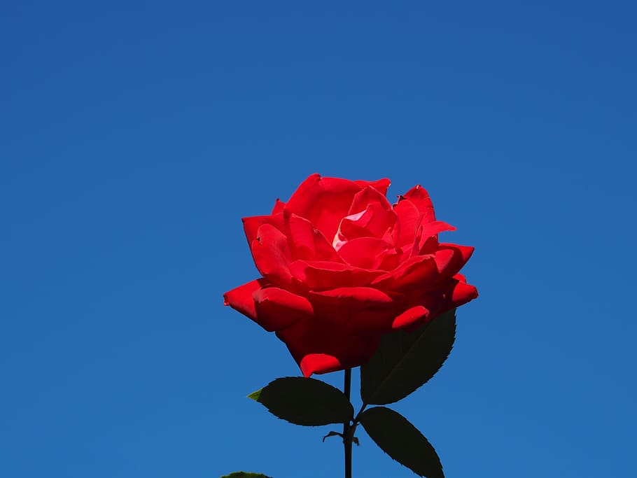 HD wallpaper: Blue Sky, Flowers, rose, red, rose - flower, no people,  fragility | Wallpaper Flare