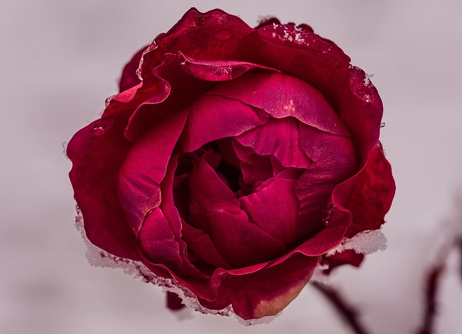 red, petal, flower, bloom, snow, flowering plant, beauty in nature HD wallpaper