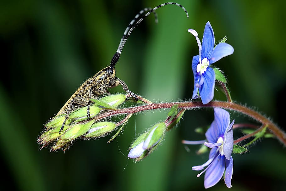 insect, flowers, macro, flowering plant, beauty in nature, close-up HD wallpaper