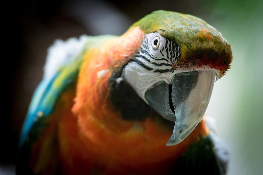 birds, fly, animals, beak, animal themes, vertebrate, one animal HD wallpaper