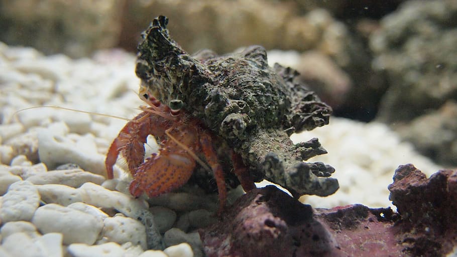 HD wallpaper: hermit crab, aquarium, sea, underwater, reef, animal, nature  | Wallpaper Flare