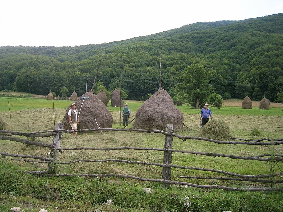 romania, hay, fork, prairie, peasantry, closing, livestock, HD wallpaper