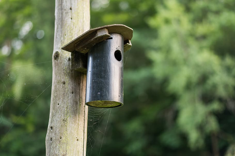aviary, log, forest, shelter, focus on foreground, no people HD wallpaper