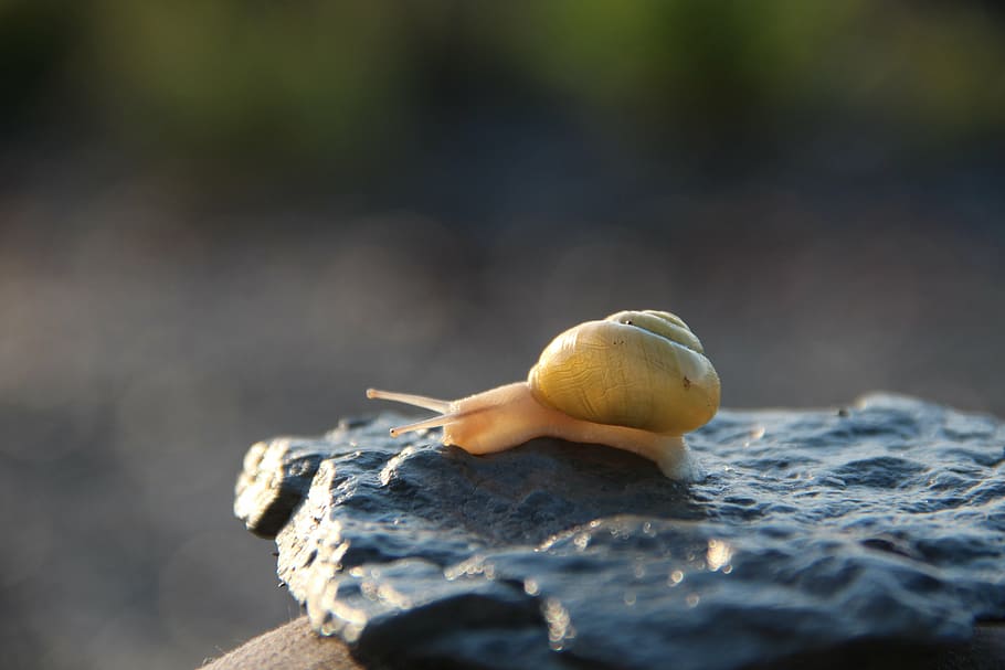 snail, bugs, insect, spiral, animal, wildlife, mollusk, animal wildlife HD wallpaper