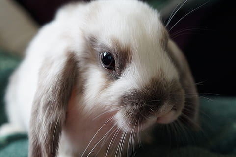 rabbit, hare, animal, sweet, easter, cute, nager, dwarf bunny HD wallpaper