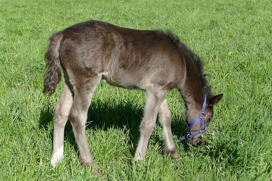 black and gray pony eating grass, colt browsing, dark grey HD wallpaper