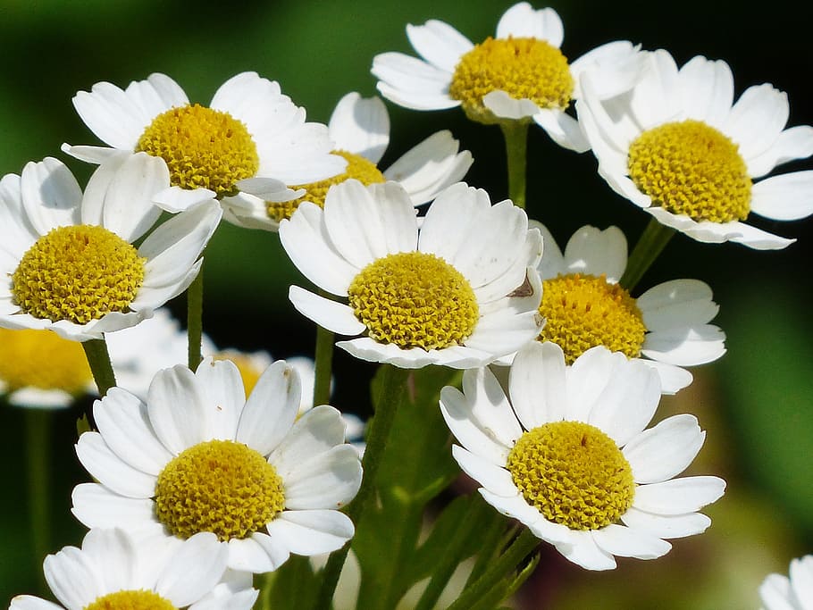 chamomile, scentless chamomile, flower, blossom, bloom, plant HD wallpaper