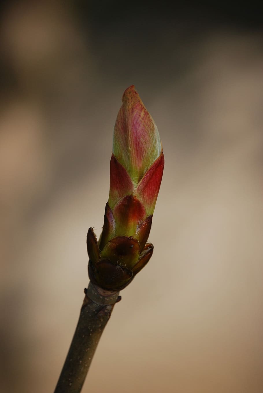 Spring, Branch, Chestnut, Nature, bud, no people, close-up HD wallpaper