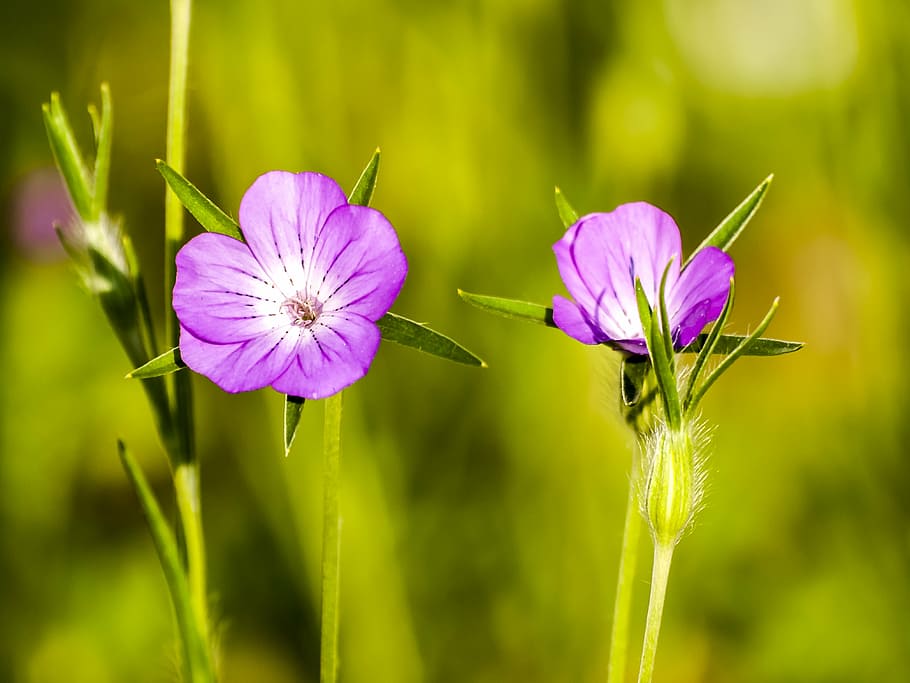 carnation, plant, flower, blossom, bloom, nature, flowering plant HD wallpaper