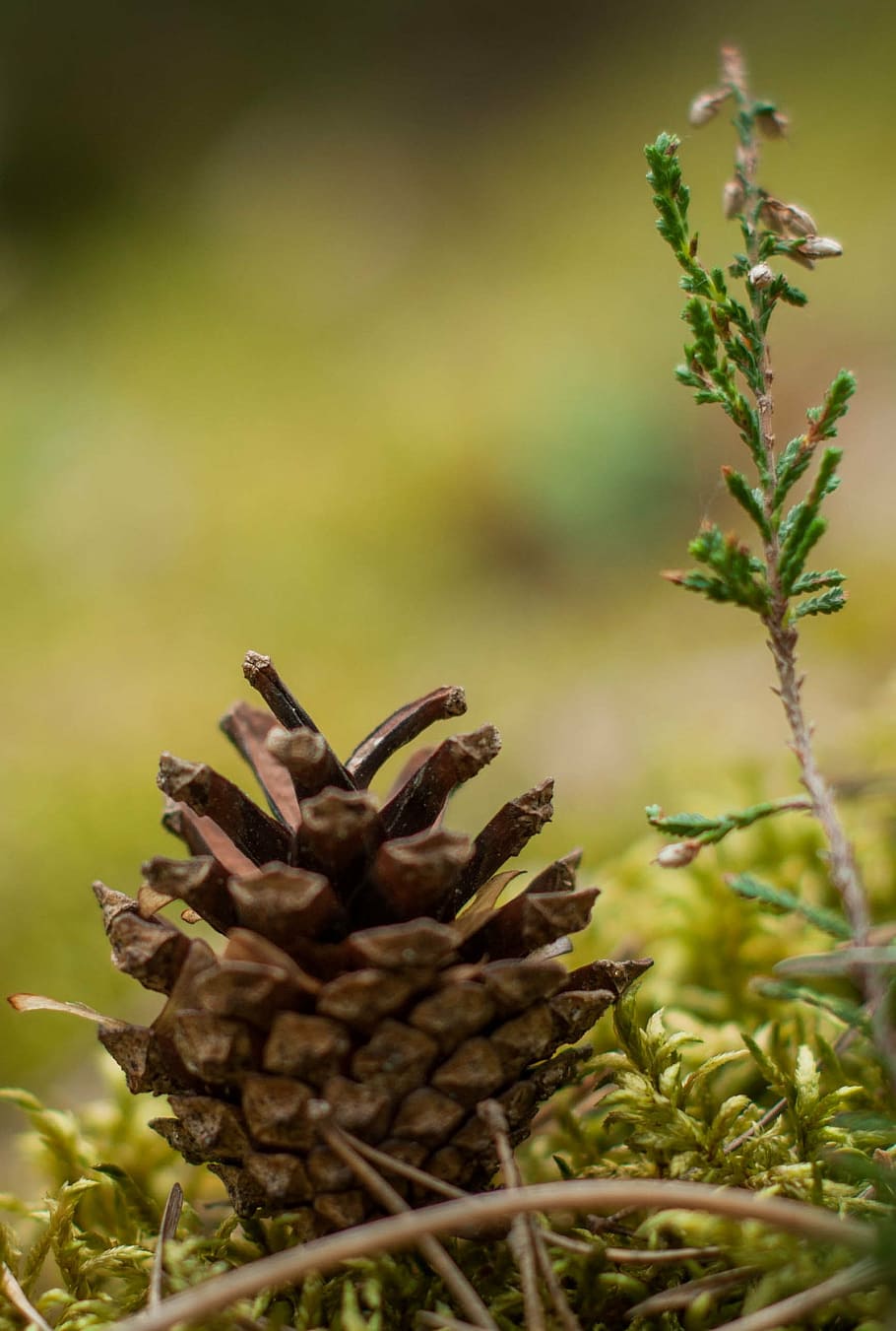pine, wood, foam, forest, growth, plant, close-up, no people HD wallpaper