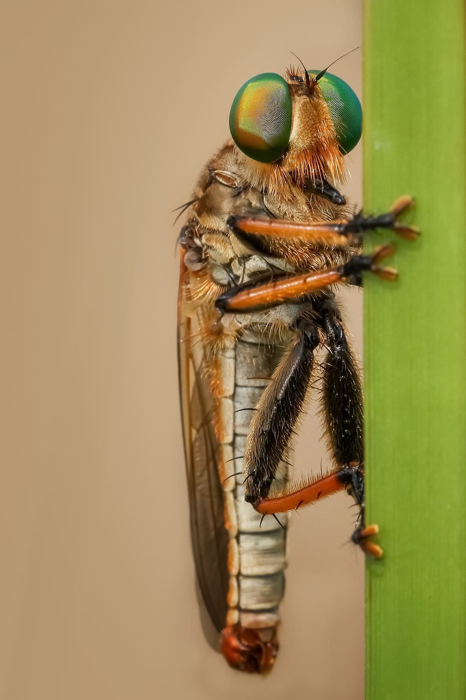 robberfly, insect, macro, nature, green, robber-fly, animal themes