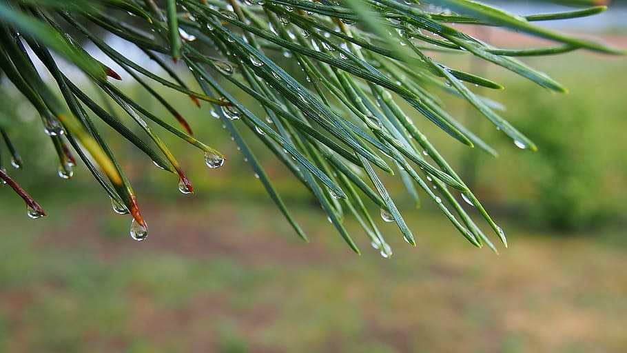Macro, Pine, Needles, iglak, rosa, drops of water, sprig, nature HD wallpaper