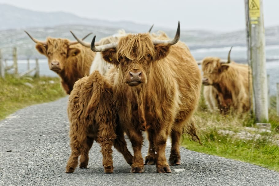 wildlife photography of four brown animals, mammals with horns HD wallpaper