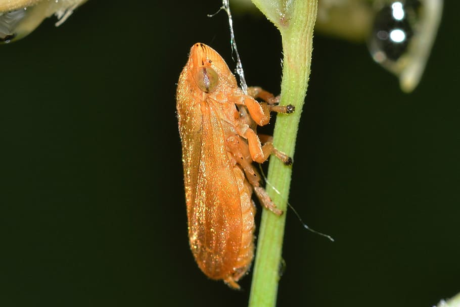 Insects, Hemiptera, Eurymela, one animal, animals in the wild HD wallpaper