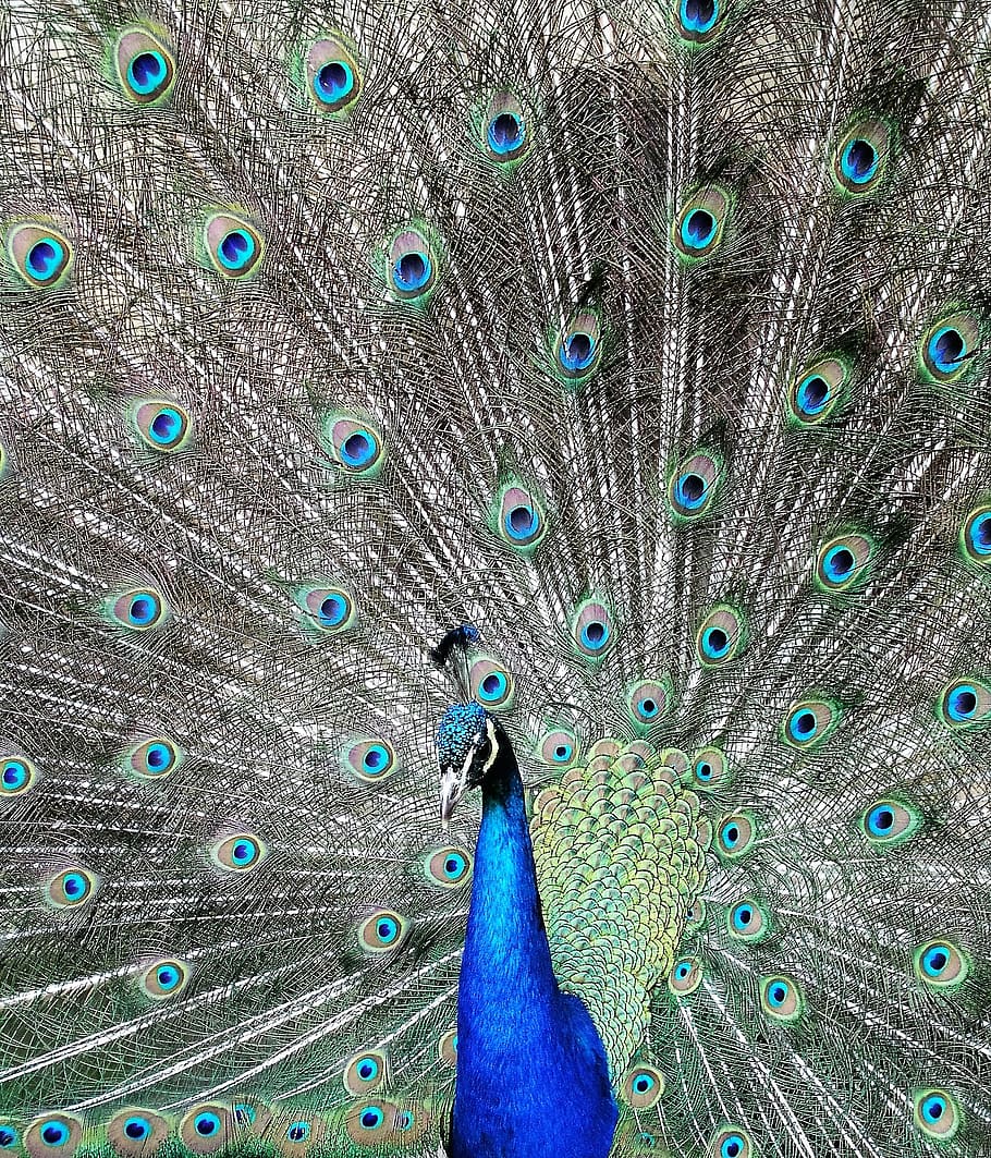 peacock, bird, feather, peafowl, pattern, tail, peacock feather HD wallpaper