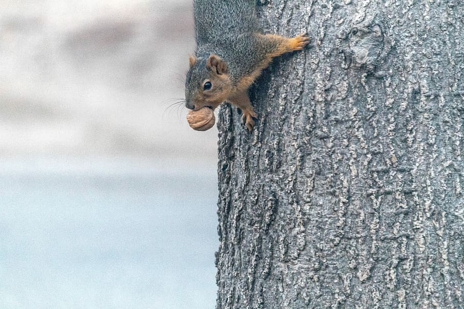 I Have A Special Treat, brown and gray squirrel on tree trunk HD wallpaper