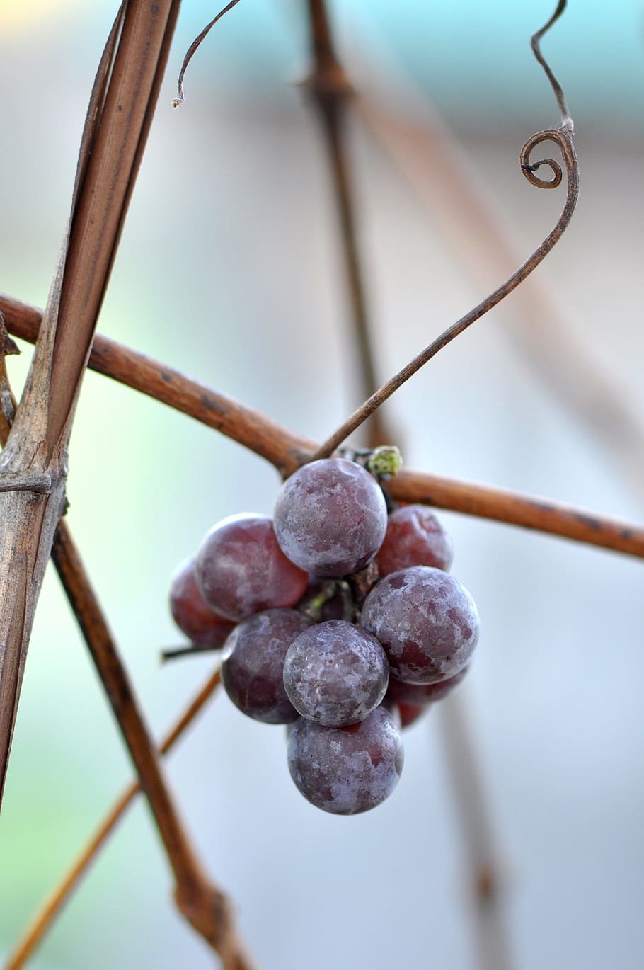 Grapes, Cluster, Bunch, Grapevine, Wine, fruit, winery, vineyard HD wallpaper