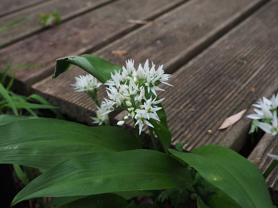 Bear'S Garlic, Inflorescence, Blossom, bloom, white, allium ursinum, HD wallpaper