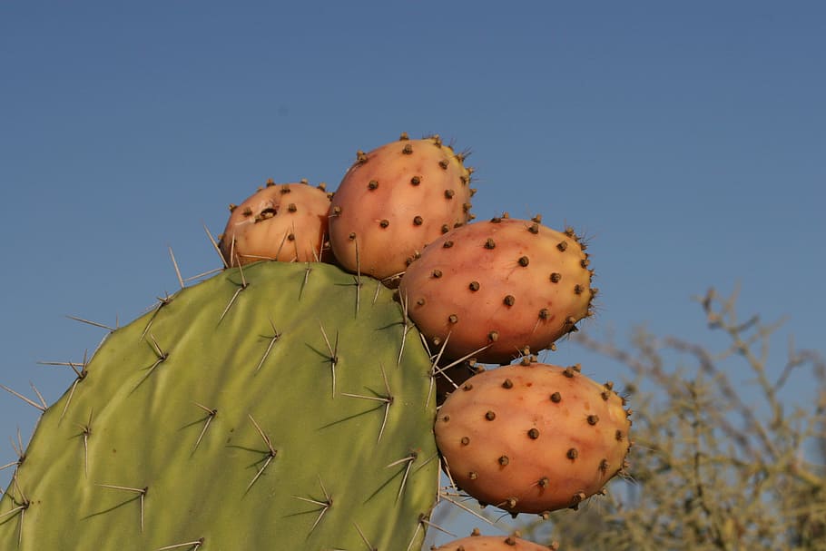 cactus, close-up, fruit, plant, botany, cacti, prickly pear cactus HD wallpaper