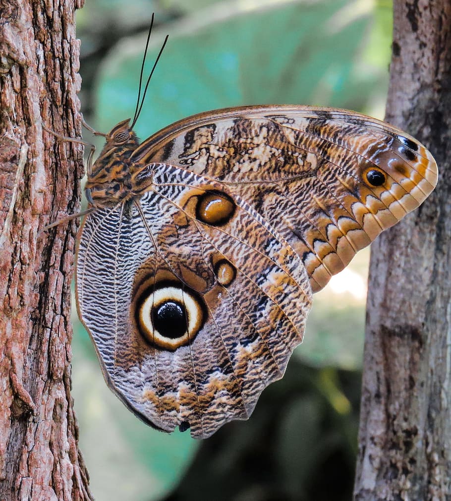 butterfly, insect, wing, probe, close, nectar, blossom, bloom HD wallpaper