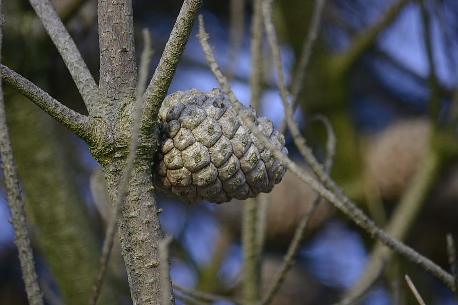 Pine, Nature, Pinecone, Trees, Points, hemang patel, forest HD wallpaper