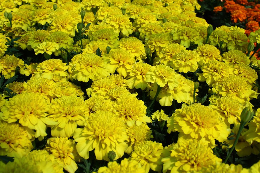 flowers, plants, yellow, flowering plant, freshness, fragility HD wallpaper