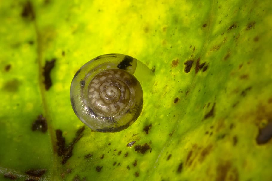 Snail, Shell, Dry, Rigid, dry rigid, animal themes, no people HD wallpaper