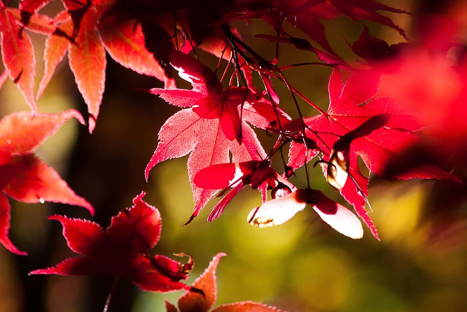 selective focus photography of red leaf plant, maple, autumn HD wallpaper