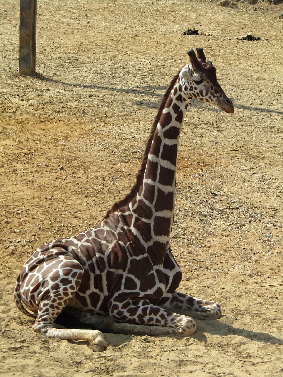 giraffe, sitting, zoo, animal, animal themes, animal wildlife HD wallpaper