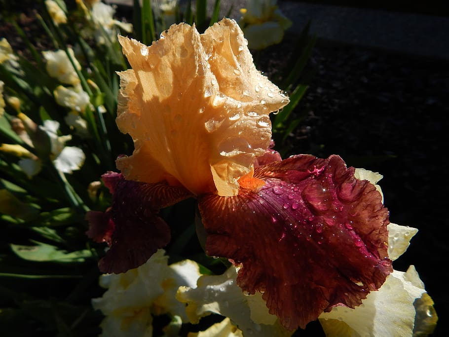 Flower, Iris, Nature, Plant, Bloom, floral, purple, orange HD wallpaper