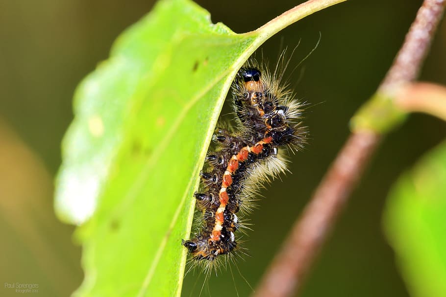 macro, caterpillar, bug, close up, nature, hairy, insect, invertebrate HD wallpaper