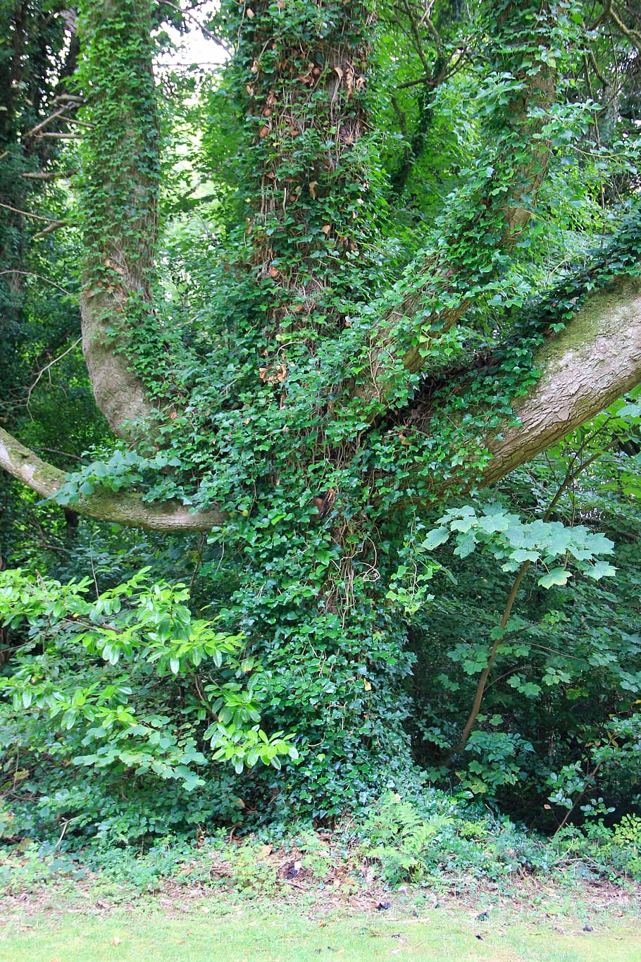 Tree, Nature, Branches, Natural, Forest, tree branches, natural background HD wallpaper