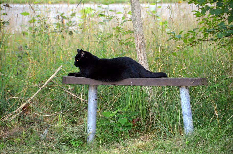 Animals, Black Cat, Bench, Forest, karups nygård, summer, domestic Cat HD wallpaper