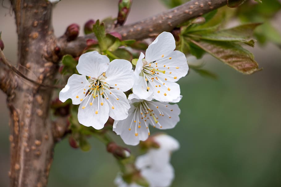 cherry, blossom, bloom, white, spring, cherry blossom, macro HD wallpaper