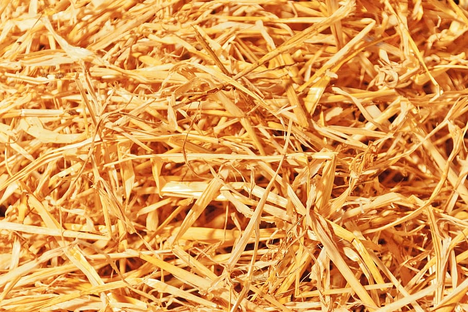 abstract, background, cereal, crop, dry, farm, golden, grass HD wallpaper