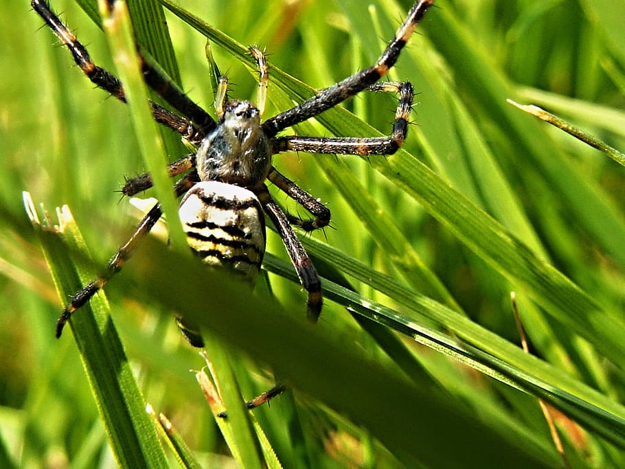 Spider, Crusader, Striped, Grass, mate, macro, blades of grass HD wallpaper