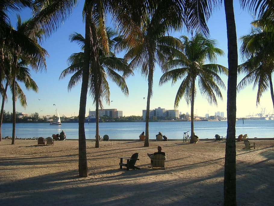 person sitting under the tree, miami, florida, ocean, beach HD wallpaper