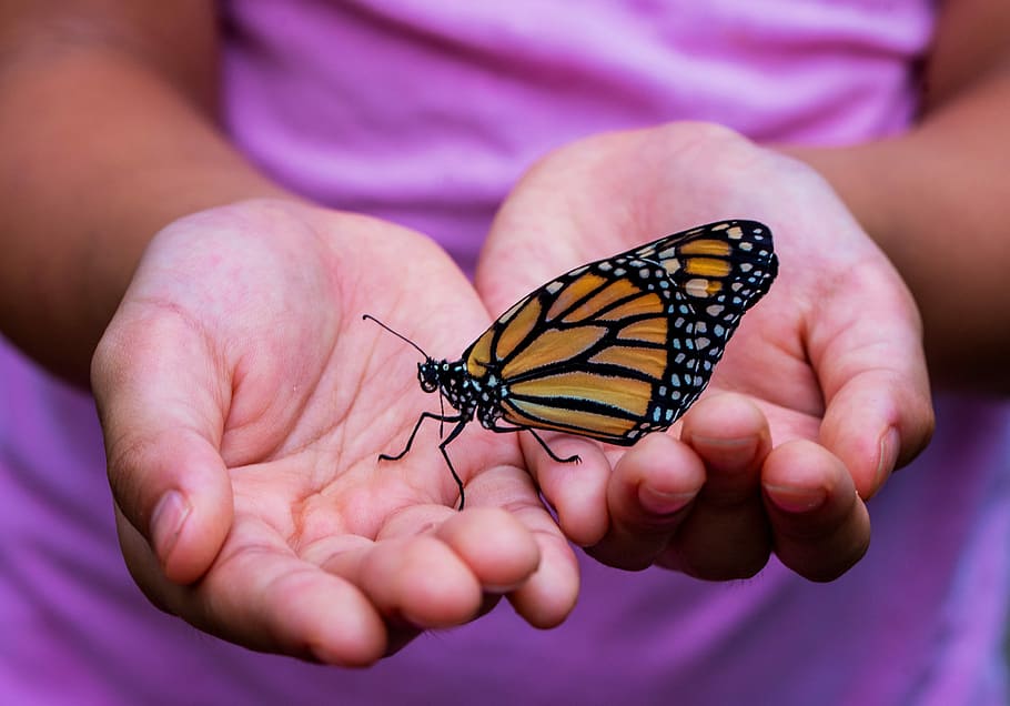 hd-wallpaper-person-holding-yellow-and-black-butterfly-monarch